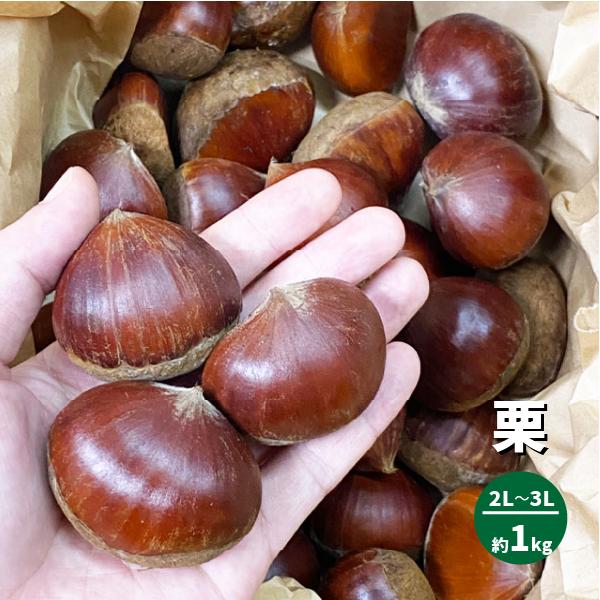 楽天市場】茨城県産 栗 （くり）みのりの栗 2L〜3Lサイズ 約1kg