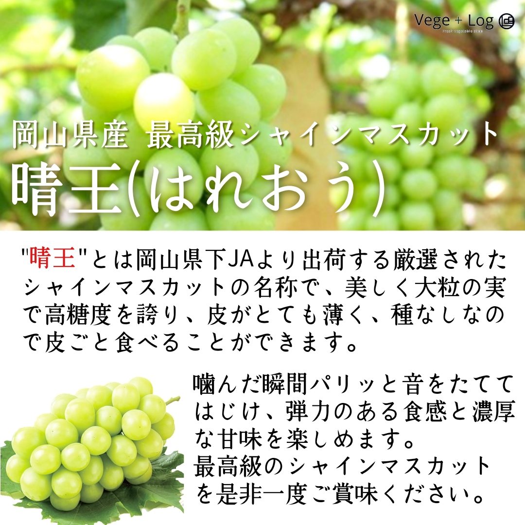 SALE／78%OFF】 岡山県産 最高級シャインマスカット 晴王 はれおう 青秀品 約2kg 3~4房 JA晴れの国おかやま 船穂ぶどう部会  化粧箱入 お中元 お供え 敬老の日 お歳暮 ギフト 贈答品質 高級品 ブランドシャインマスカット クール宅急便 本州送料無料 fucoa.cl