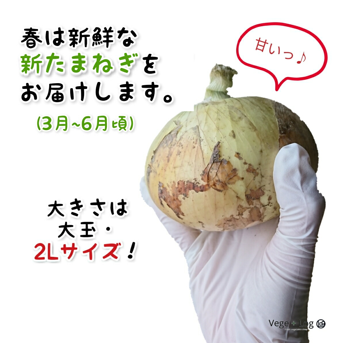 市場 兵庫県産 秀品 贈答品質 ギフト用 淡路島たまねぎ 2Lサイズ 約10kg