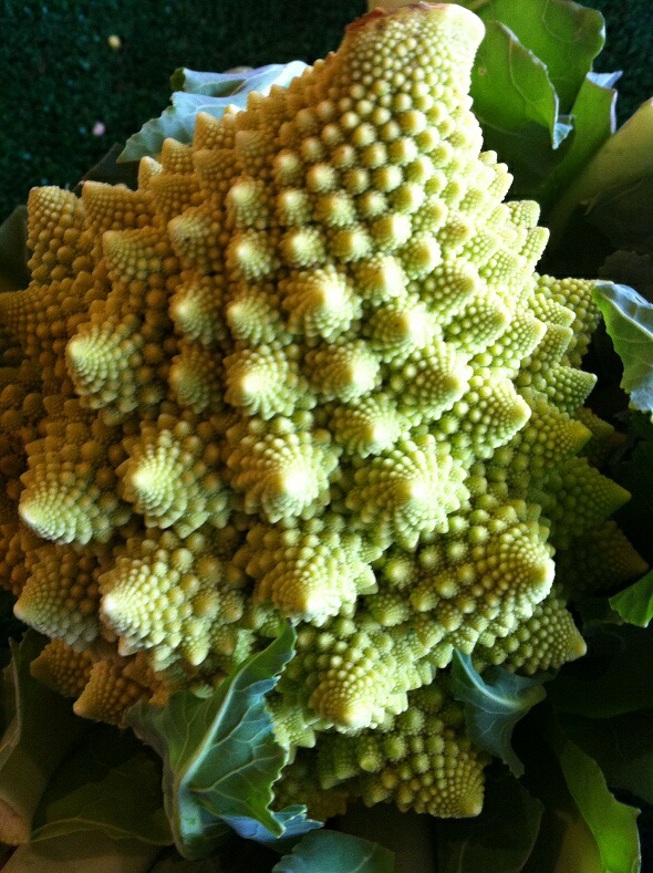 楽天市場 カリブロ 九州産 福岡県 ロマネスコ 九州野菜本舗 ベジップル