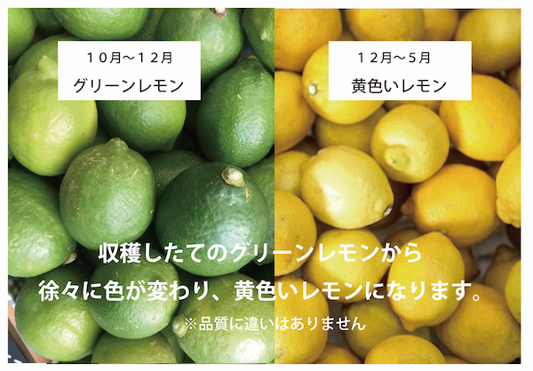 楽天市場 瀬戸内のレモン 700g 国産レモン 防カビ剤 ワックス不使用 減農薬 送料無料 楽天クーポン割引対象 ヤマト配送 売り切れごめん 国産 家庭用 安心 お買い得 安全 厳選野菜 スムージー ベジッポ