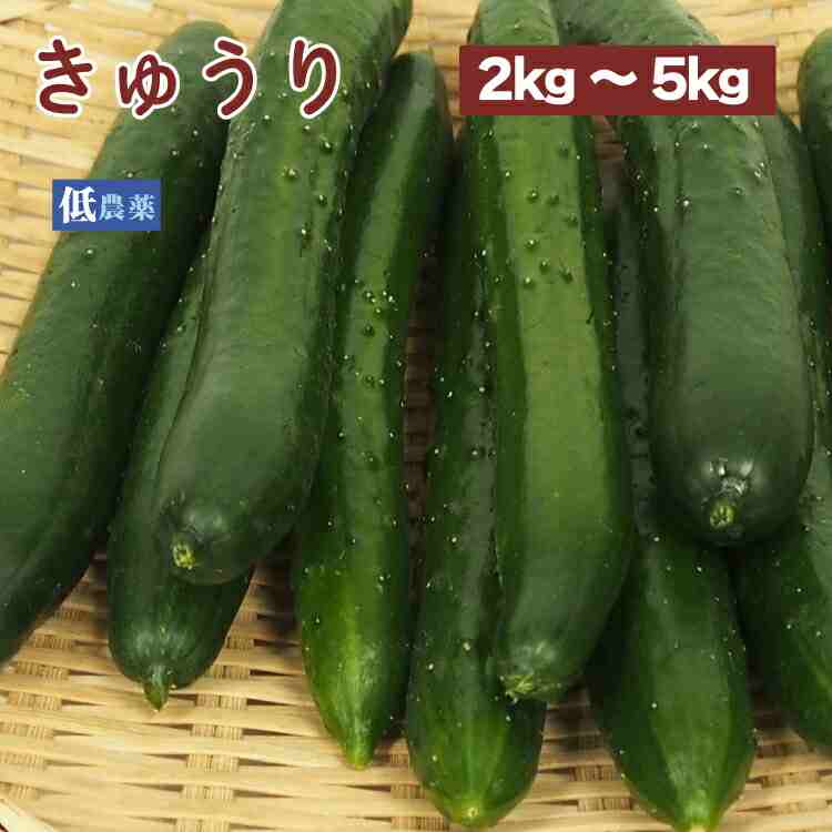 きゅうり 低農薬栽培 常備野菜 いろいろ使えて便利な野菜 【2kg・3kg・5kgから選べます】