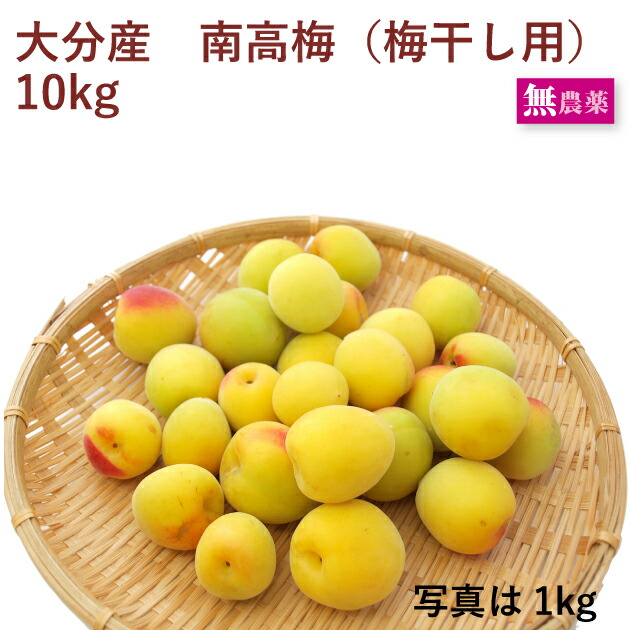 【予約】大分県杵築市産　南高梅  梅干し用　10kg前後　無農薬栽培　※発送予定：6/17頃～