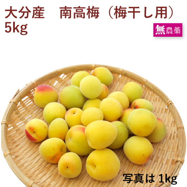 【予約】大分県杵築市産　南高梅 　梅干し用　 5kg前後　無農薬栽培　※発送予定：6/17頃～
