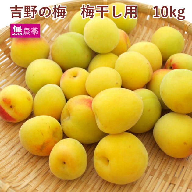 【予約】奈良県産　吉野の梅　梅干し用　10kg前後　無農薬栽培　※発送予定：6/24頃～