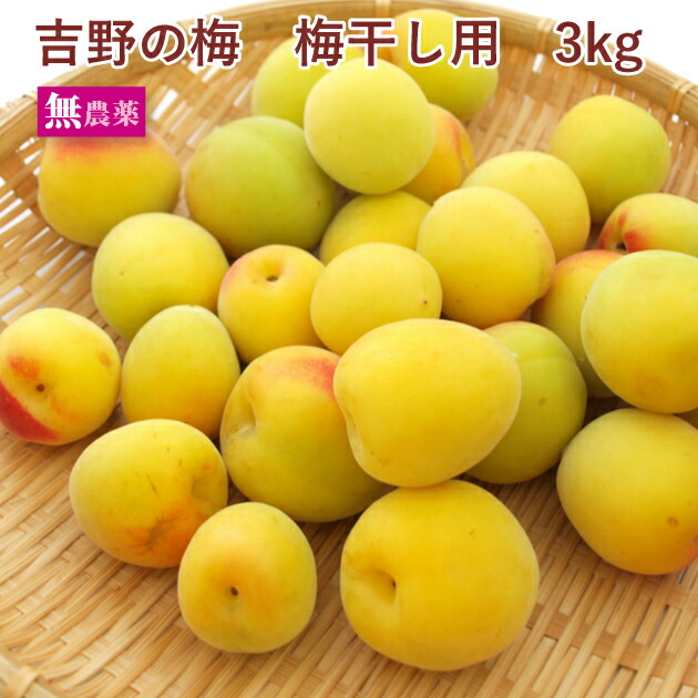 【予約】奈良県産　吉野の梅　梅干し用 　3kg前後　無農薬栽培　※発送予定：6/24頃～