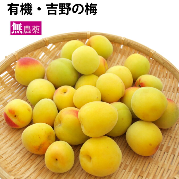 【予約】吉野の梅　梅干し用　無農薬栽培　2kg　※発送予定：6/24頃～