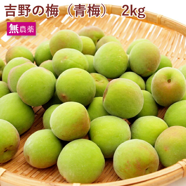 【予約】奈良県産　吉野の梅　青梅 　2kg前後　無農薬栽培　※発送予定：6/17頃～