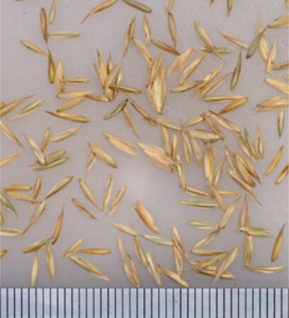 【 芝草 種 オーチャードグラス 】 オーチャードグラス 1kg 22.5kg 牧草 放牧 採草 栽培用 緑化 芝生 種子 カネコ種苗|肥料と農薬専門店 ベジライス
