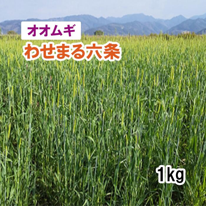 【楽天市場】【 飼料用 オオムギ 】 わせまる六条 （極早生） 1kg 大麦 牧草 放牧 採草 緑化 栽培用 種子 カネコ種苗：肥料と農薬専門 ...