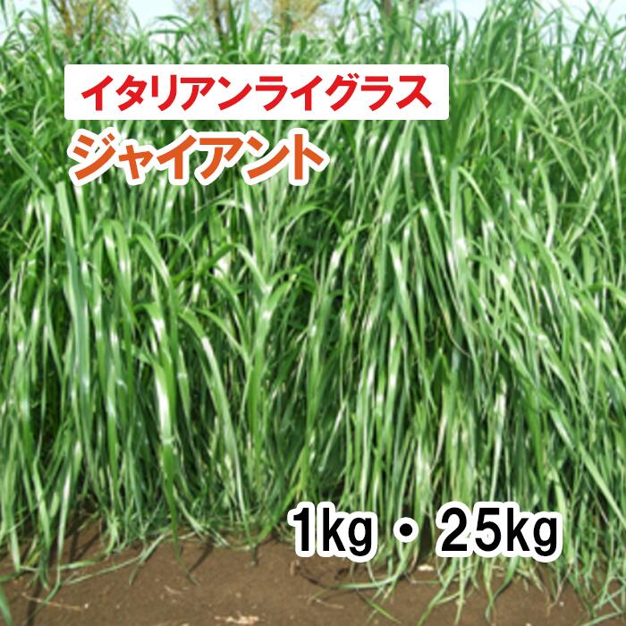 【 飼料用 イタリアンライグラス 】 ジャイアント （4倍体中晩生・中期利用型） 1kg 25kg 牧草 放牧 採草 緑化 栽培用 種子 カネコ種苗