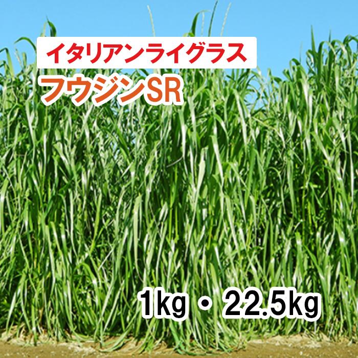【 干し草用 イタリアンライグラス 】 フウジンSR （4倍体中晩生） 1kg 22.5kg 草藁 放牧 採草 緑化 作りだす用 内果皮 カネコ種苗