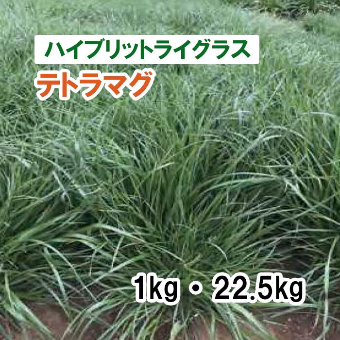 26春品薄【 種 ハイブリットライグラス 】 テトラマグ 1kg 22.5kg 牧草 放牧 栽培用 飼料用 緑化 緑肥 種子 雪印種苗