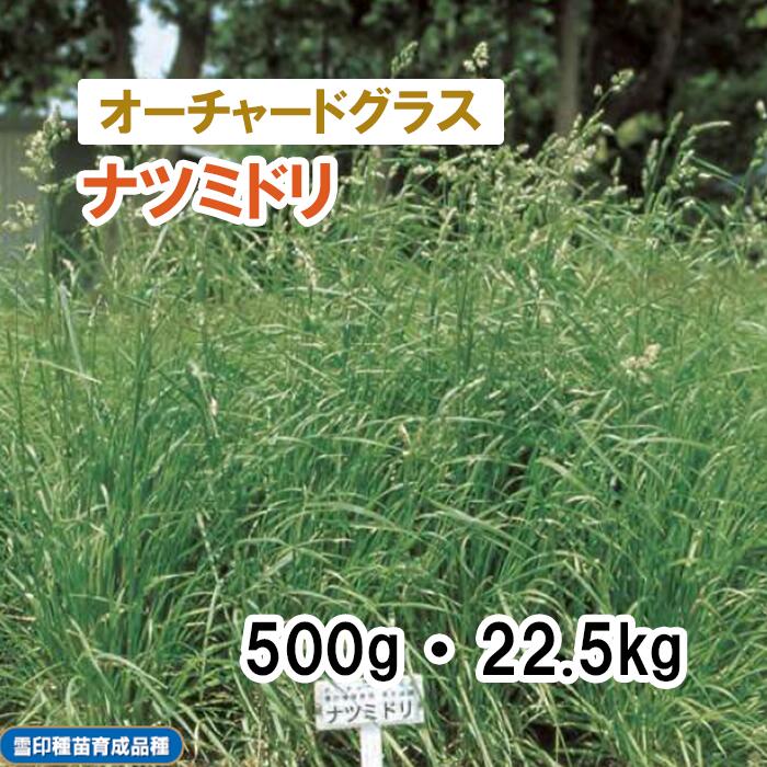26春品薄【 飼料用 オーチャードグラス 】 ナツミドリ （早生）500g 22.5kg 牧草 放牧 採草 栽培用 緑化 緑肥 種子 雪印種苗