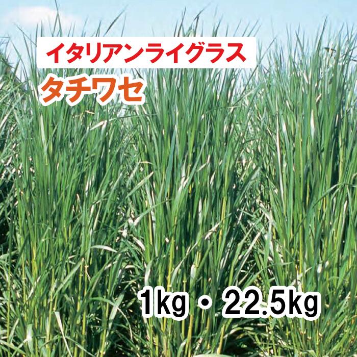 【 飼料用 イタリアンライグラス 】 タチワセ （早生）1kg 22.5kg 牧草 放牧 採草 栽培用 緑化 緑肥 種子 雪印種苗