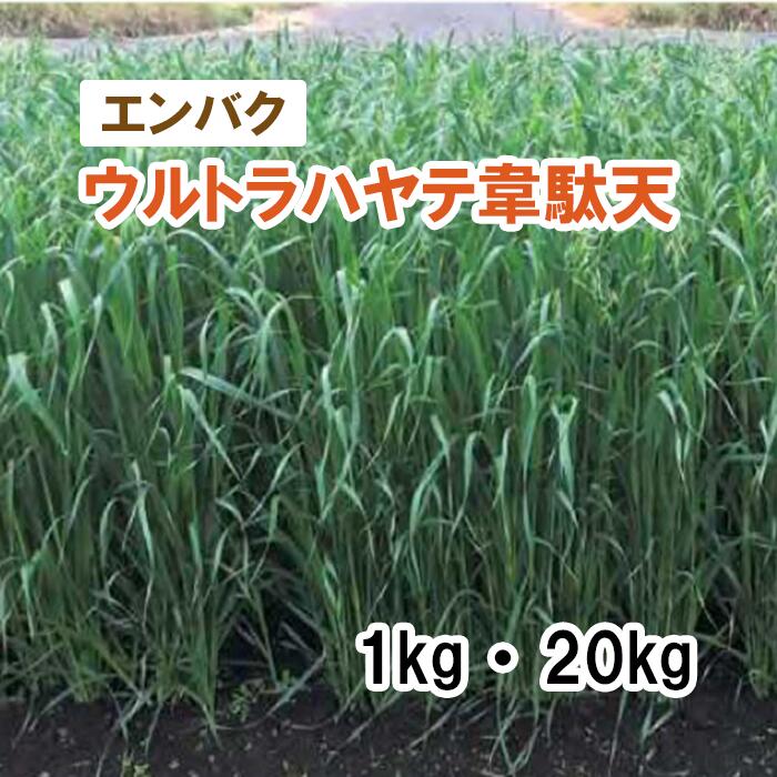 【 干し草用 エンバク 】 ウルトラハヤテ韋駄天（極早生）PVP 1kg 20kg 馬糧 放牧 採草 作りだす用 緑化 緑肥 内果皮 雪印種苗