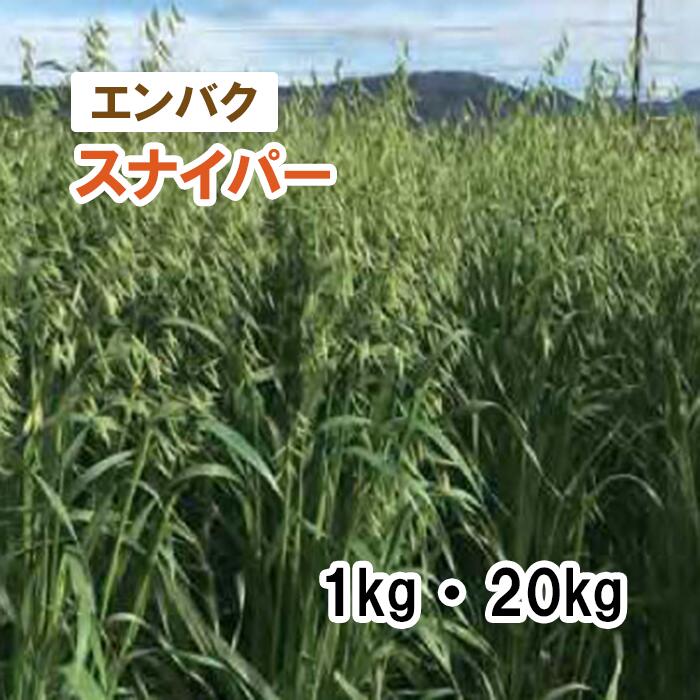 【 飼料用 エンバク 】 スナイパー（極早生）PVP 1kg 20kg 牧草 放牧 採草 栽培用 緑化 緑肥 種子 雪印種苗｜肥料と農薬専門店　ベジライス