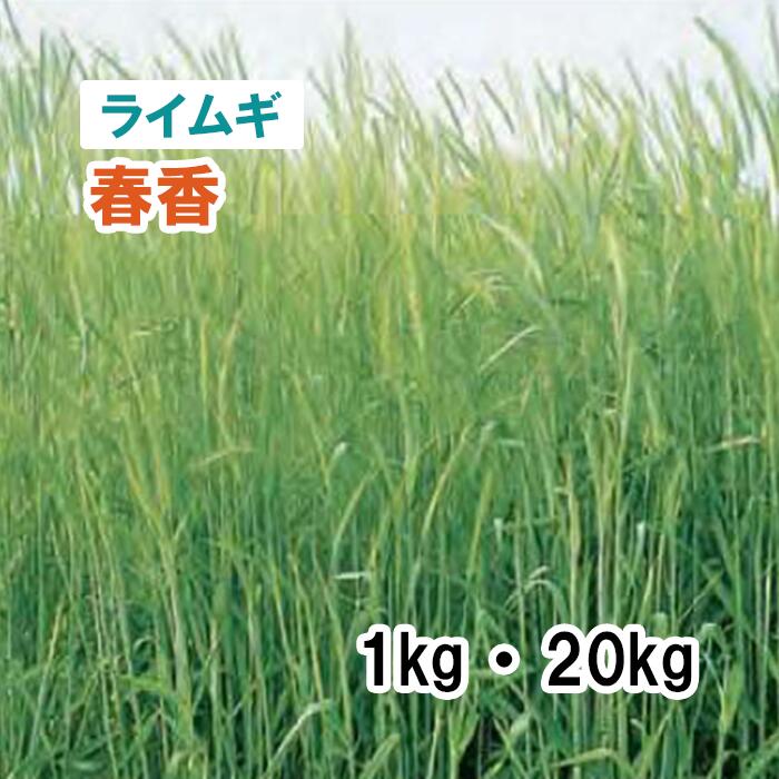 【 飼料用 ライムギ 】春香（晩生）1kg 20kg 牧草 放牧 採草 栽培用 緑化 緑肥 種子 雪印種苗