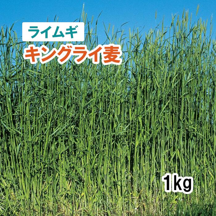 ライ麦緑肥効果 – 緑肥 ライ麦 作り方 , ライムギ・ライコムギ – UVPWJR