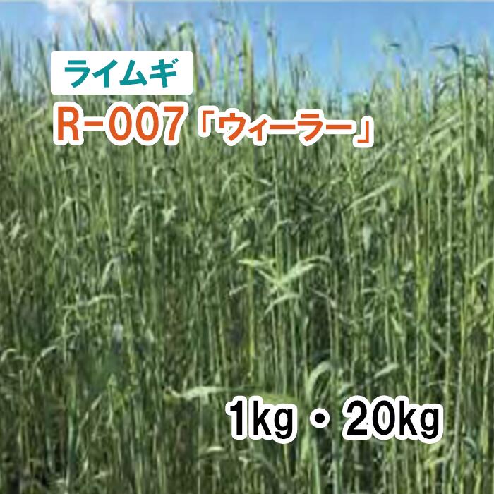 【 干し草用 ハダカムギ 】R-007「ウィーラー」 1kg 20kg 草藁 放牧 採草 作りだす用 緑化 緑肥 内果皮 雪印種苗