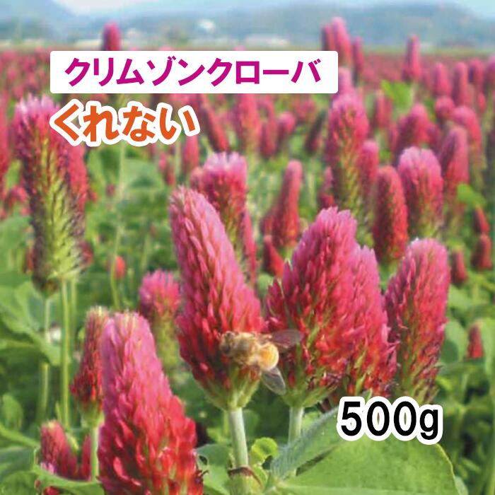 【 干し草用 クリムゾンクローバ 】くれない 500g 馬糧 放牧 採草 作りだす用 緑化 緑肥 蜜蜂 蜜源 内果皮 雪印種苗