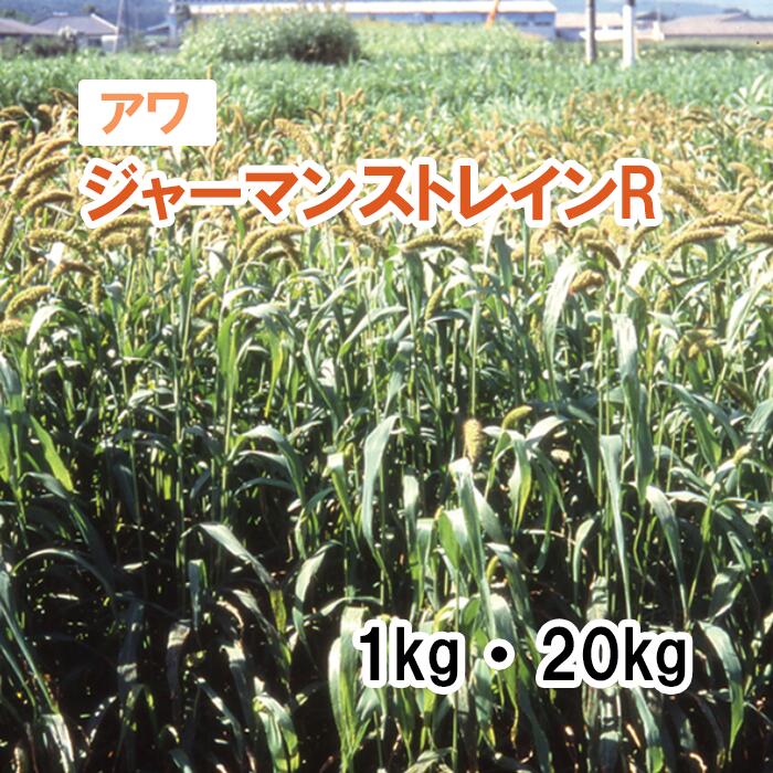 【 飼料用 アワ 】 ジャーマンストレインR（極早生）1kg 20kg 牧草 放牧 栽培用 緑化 緑肥 種子 雪印種苗｜肥料と農薬専門店　ベジライス