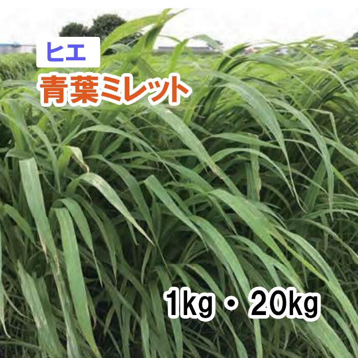 【 飼料用 ヒエ 】 青葉ミレット（中生）1kg 20kg 牧草 放牧 栽培用 緑化 緑肥 種子 雪印種苗