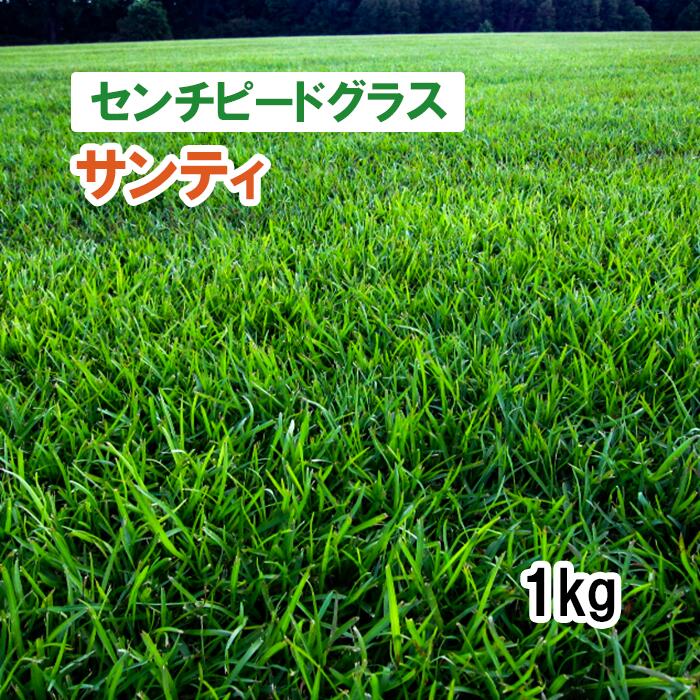 センチピードグラスの種子 1kg センチピードグラス（カネコ） - オガワのタネ オンラインショップ