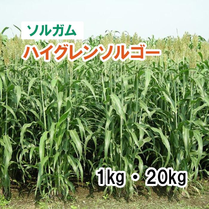 26春品薄【 飼料用 ソルガム 】 ハイグレンソルゴー（中早生）1kg 20kg 牧草 放牧 栽培用 緑化 緑肥 種子 雪印種苗