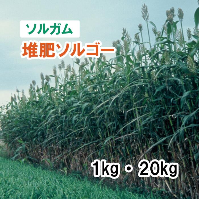 【 干し草用 ソルチュインガム 】 肥やしソルゴー / FS1605 1kg 20kg 馬糧 放牧 作りだす用 緑化 緑肥 内果皮 雪印種苗