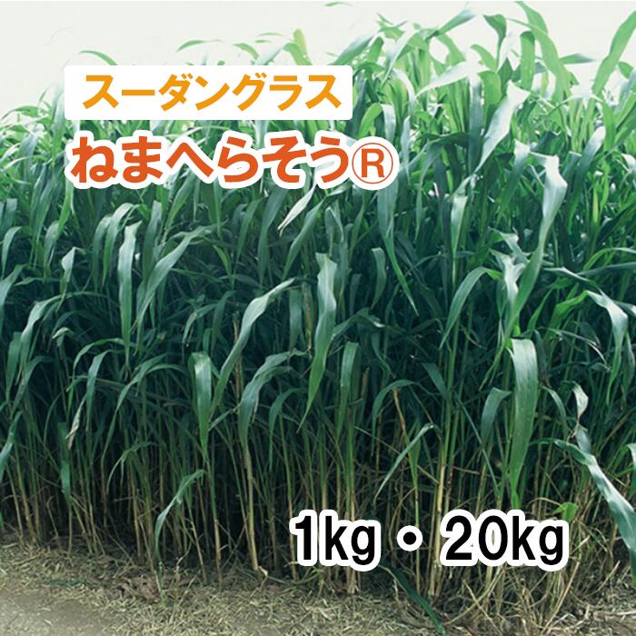 26春大払底【 干し草用 スーダン共和国水呑み 】 ねまへらそう・・ / 百貨店ダン2 1kg 20kg 馬糧 放牧 作りだす用 緑化 緑肥 内果皮 雪印種苗