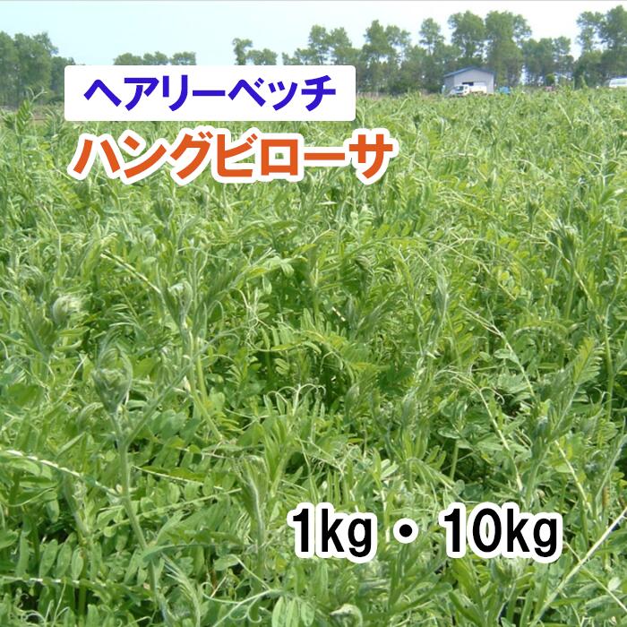 【 飼料用 ヘアリーベッチ 】 雪次郎 「 ハングビローサ 」 (晩生)1kg 10kg 牧草 放牧 栽培用 緑化 緑肥 種子 雪印種苗|肥料と農薬専門店 ベジライス