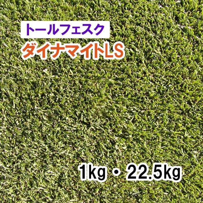 【 芝生用 緑化用 トールフェスク 】 ダイナマイトLS 1kg 22.5kg 牧草 放牧用 栽培用 緑肥 種子 雪印種苗