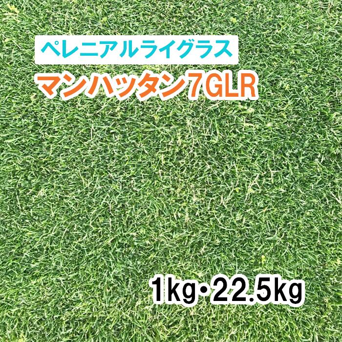 【 芝生用 緑化用 ペレニアルライグラス 】 マンハッタン7GLR 1kg 22.5kg 牧草 放牧用 栽培用 緑肥 種子 雪印種苗|肥料と農薬専門店 ベジライス