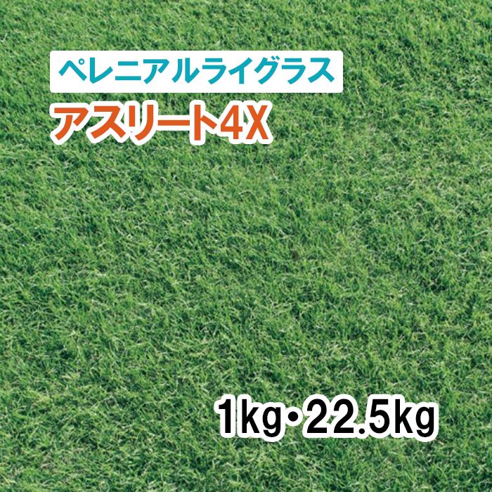 【 芝地用 ペレニアルライグラス 】 運動選手4X 1kg 22.5kg 草藁 放牧 採草 作りだす用 干し草用 ゴルフ場 引きくらべる場 緑化 内果皮 タキイ種苗
