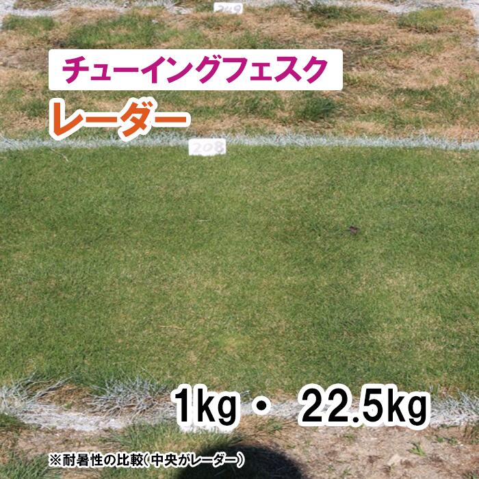 【 芝地用 チューイングフェスク 】 電波探知機 1kg 22.5kg 草藁 放牧 採草 作りだす用 干し草用 ゴルフ場 引きくらべる場 緑化 内果皮 タキイ種苗