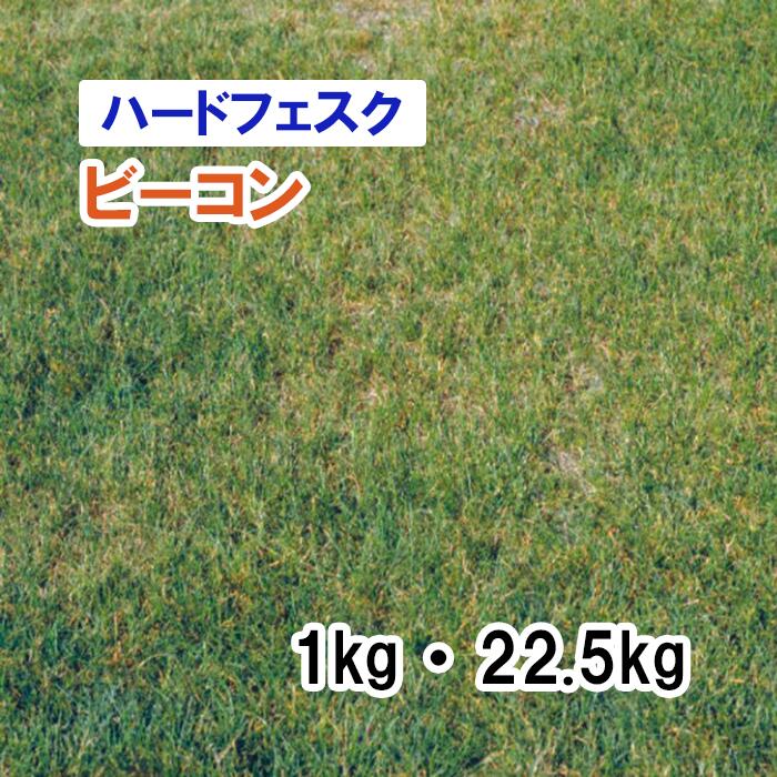 【 芝地用 ハードフェスク 】 ビーコン 1kg 22.5kg 草藁 放牧 採草 作りだす用 干し草用 ゴルフ場 引きくらべる場 緑化 内果皮 タキイ種苗