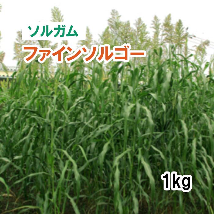 【楽天市場】【 飼料用 ソルガム 】 ファインソルゴー (早生)1kg 牧草 放牧 採草 栽培用 緑化 種子 カネコ種苗:肥料と農薬専門店 ベジライス