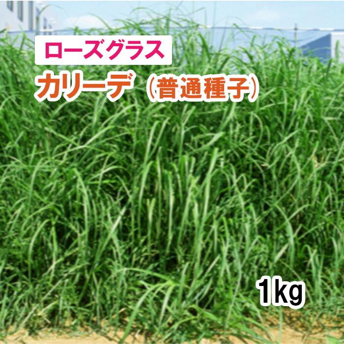 ※普通種子※【 飼料用 ローズグラス 】 カリーデ （4倍体晩生） 1kg 牧草 放牧 採草 栽培用 緑化 種子 カネコ種苗｜肥料と農薬専門店　ベジライス
