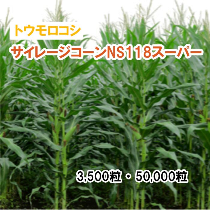 25春3月中旬【干し草用唐きび】サイレージ唐きびNS118百貨店 3,500粒 50,000粒 草藁 放牧 採草 作りだす用 干し草用 緑化 内果皮 カネコ種苗