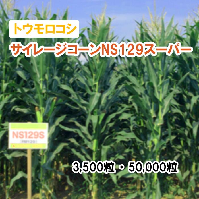 25春3月中旬【 飼料用 トウモロコシ 】サイレージコーンNS129スーパー 3,500粒 50,000粒 牧草 放牧 採草 緑化 栽培用 飼料用 種子 カネコ種苗