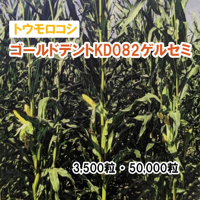 26春3月中旬【 干し草用 唐きび 】 ゴールドデントKD082 先だつもの虚蝉 （北海道向け）3,500粒 50,000粒 草藁 放牧 採草 作りだす用 緑化 内果皮 カネコ種苗