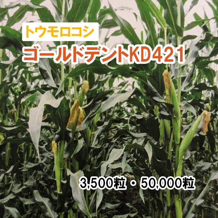 26春3月中旬【 干し草用 玉蜀黍 】 ゴールドデントKD421 （北海道向け） 馬糧 放牧 採草 作りだす用 緑化 内果皮 カネコ種苗