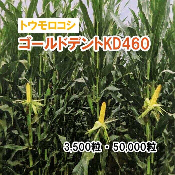 26春3月中旬【 干し草用 玉蜀黍 】 ゴールドデントKD460 （北海道向け） 馬糧 放牧 採草 作りだす用 緑化 内果皮 カネコ種苗