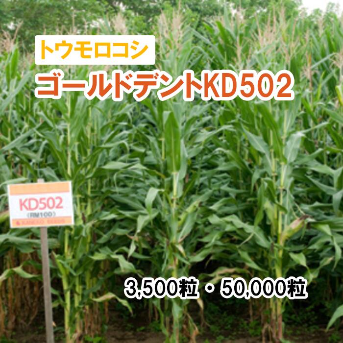 26春店卸し資産境界線【 干し草用 唐きび 】 ゴールドデントKD502 3,500粒 50,000粒 草藁 放牧 採草 作りだす用 干し草用 緑化 内果皮 カネコ種苗
