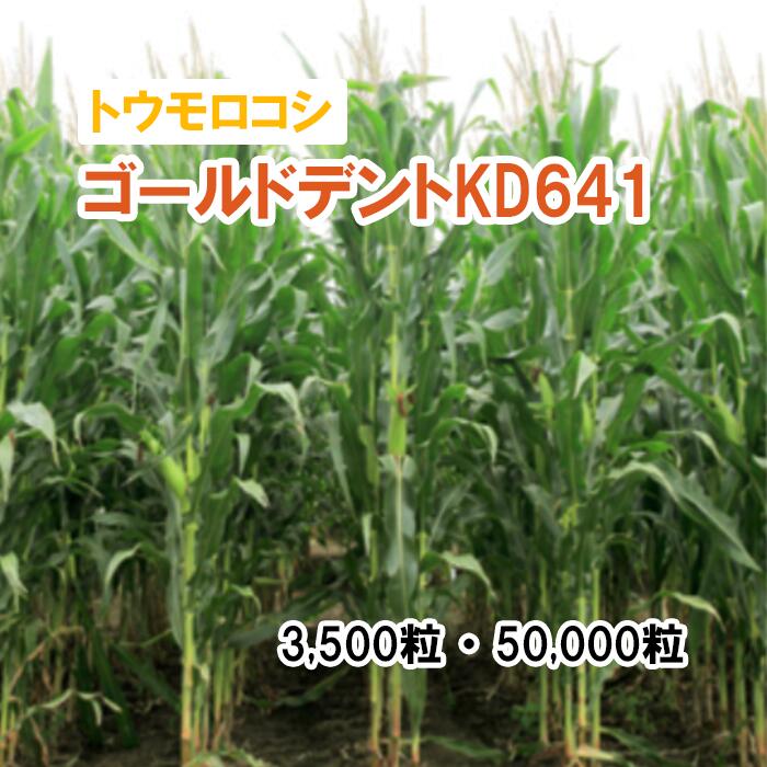 26春3月中旬【 干し草用 唐きび 】 ゴールドデントKD641 3,500粒 50,000粒 草藁 放牧 採草 作りだす用 干し草用 緑化 内果皮 カネコ種苗