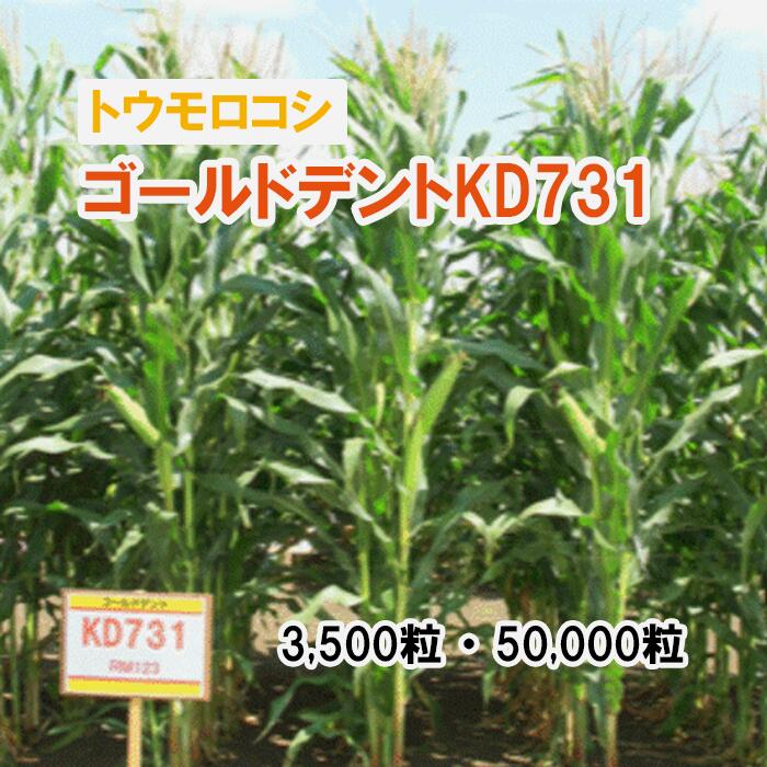 26春3月中旬【 干し草用 唐きび 】 ゴールドデントKD731 3,500粒 50,000粒 草藁 放牧 採草 作りだす用 干し草用 緑化 内果皮 カネコ種苗