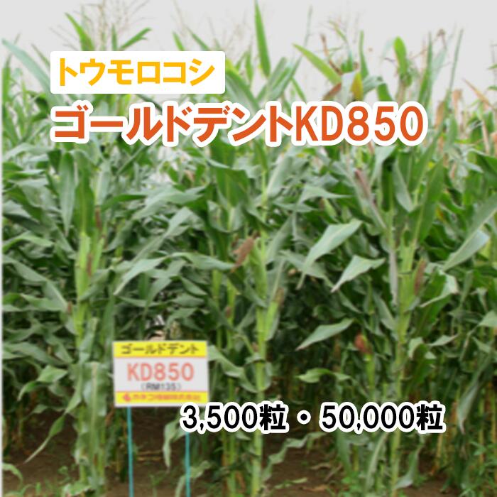 26春3月中旬【 飼料用 トウモロコシ 】 ゴールドデントKD850 3,500粒 50,000粒 牧草 放牧 採草 栽培用 飼料用 緑化 種子 カネコ種苗 37,037円