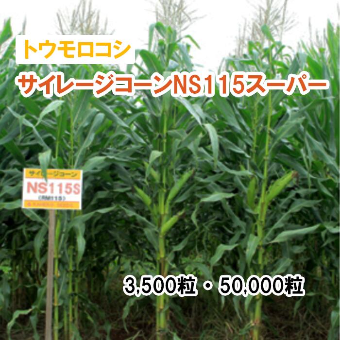 25春3月中旬【 干し草用 唐きび 】 サイレージ唐きびNS115百貨店 3,500粒 50,000粒 草藁 放牧 採草 作りだす用 干し草用 緑化 内果皮 カネコ種苗