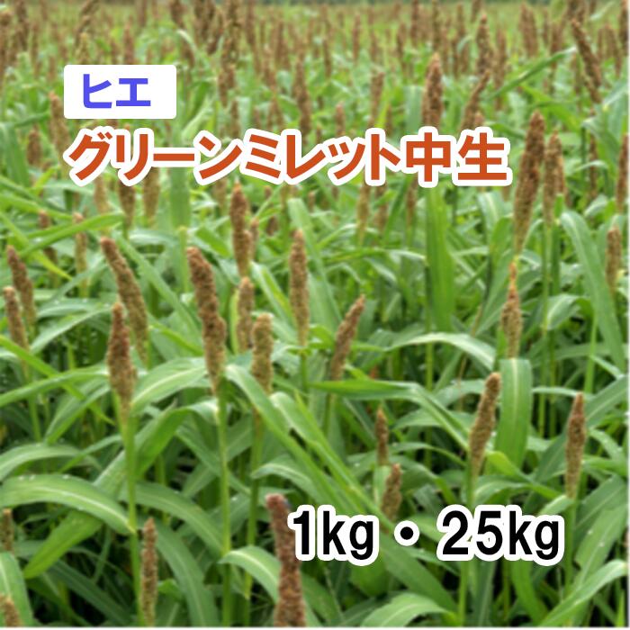 【 干し草用 ヒエ 】 グリーンミレット  中生 1kg 20kg 馬糧 放牧 採草 作りだす用 緑化 内果皮 カネコ種苗
